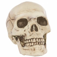 Plastic Skull Prop